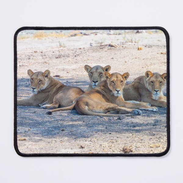 Item preview, Four Lionesses Shading Themselves designed and sold by SafariByMarisa.
