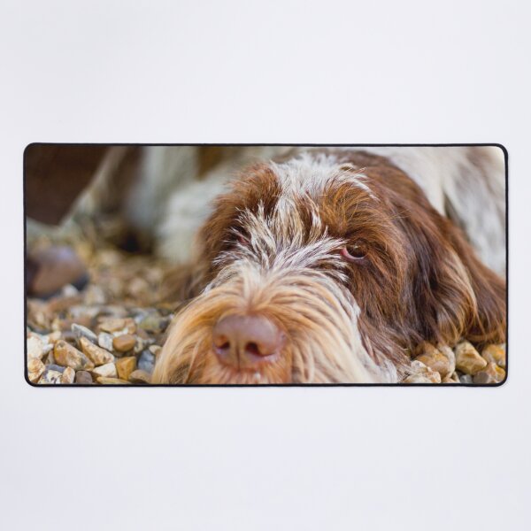 Lying down Spinone Desk Mat