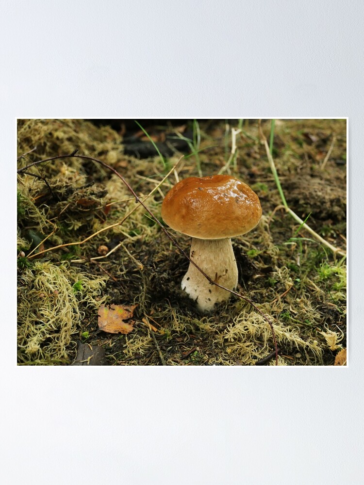"porcini mushroom with a shiny cap " Poster for Sale by mrivserg