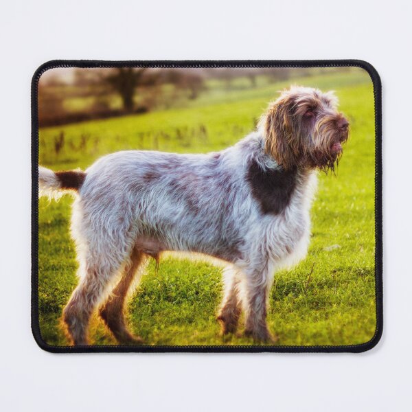 Item preview, Brown Roan Italian Spinone Dog designed and sold by FOLK ART FUSION by heidiannemorris.