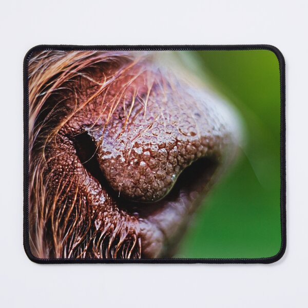 Item preview, Brown Roan Italian Spinone Dog Nose by heidiannemorris ©️ designed and sold by FOLK ART FUSION by heidiannemorris.