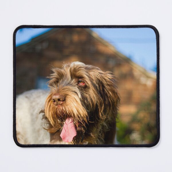 Item preview, Summer afternoon Spinone designed and sold by FOLK ART FUSION by heidiannemorris.