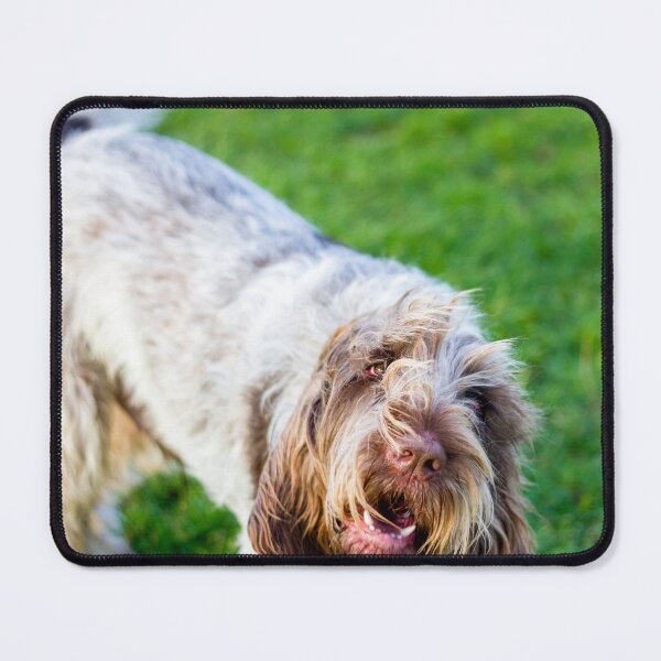 Item preview, Chatty Spinone designed and sold by FOLK ART FUSION by heidiannemorris.