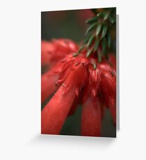 Nothing To Get Hung About. Greeting Card