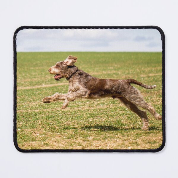 Item preview, Flying in the air Spinone designed and sold by FOLK ART FUSION by heidiannemorris.