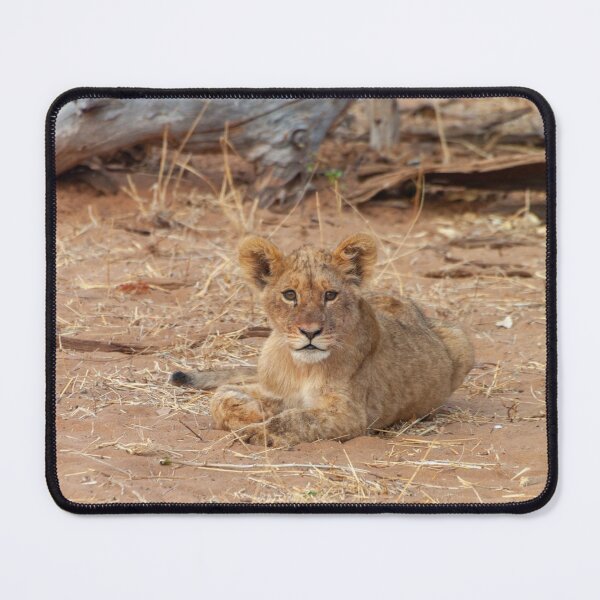 Item preview, Little Lion Cub Resting designed and sold by SafariByMarisa.