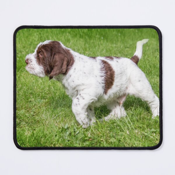 Item preview, Spinone Puppy on Point by heidiannemorris designed and sold by FOLK ART FUSION by heidiannemorris.
