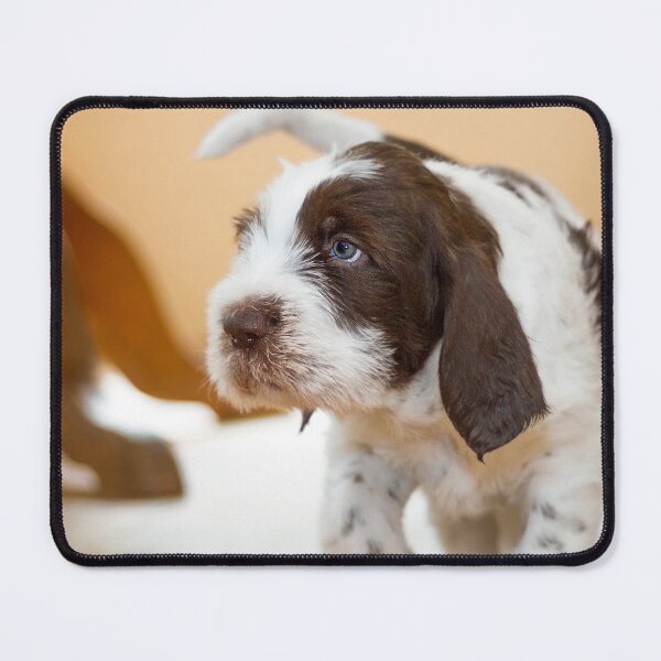 Item preview, Blue eyed boy Spinone by heidiannemorris designed and sold by FOLK ART FUSION by heidiannemorris.