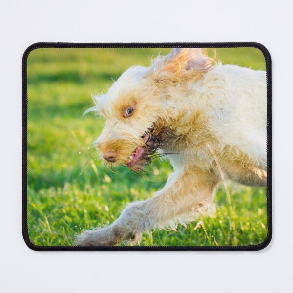 Item preview, Chase me Spinone designed and sold by FOLK ART FUSION.