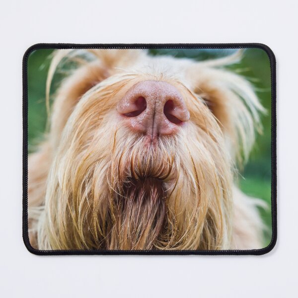 Item preview, Nosey Spinone by heidiannemorris ©️ designed and sold by FOLK ART FUSION by heidiannemorris.