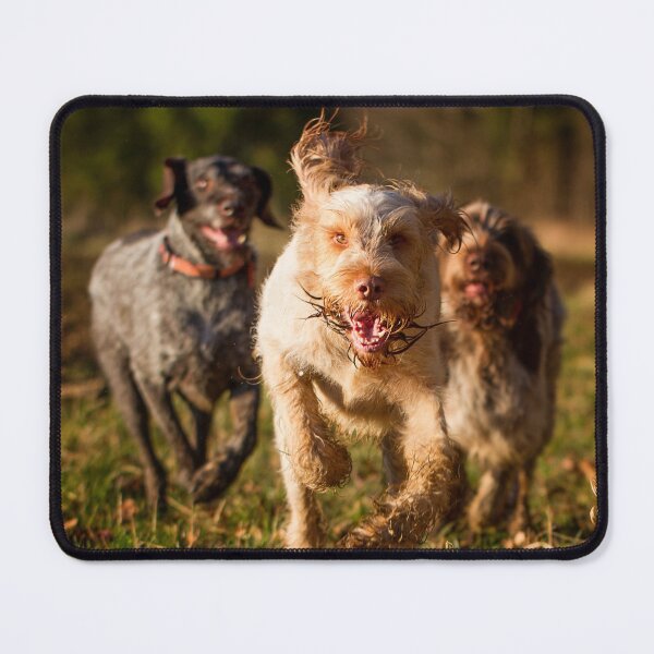 Item preview, Happy to see you Spinone by heidiannemorris designed and sold by FOLK ART FUSION by heidiannemorris.