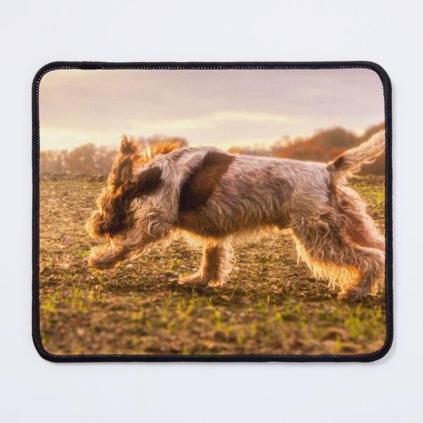 Item preview, Brown Roan Italian Spinone Dog in Action designed and sold by FOLK ART FUSION by heidiannemorris.