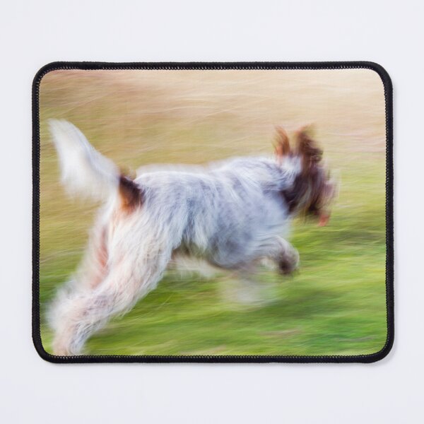 Item preview, Brown Roan Italian Spinone Dog in Action designed and sold by FOLK ART FUSION by heidiannemorris.