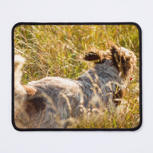 Item preview, Follow my tail Spinone designed and sold by FOLK ART FUSION.