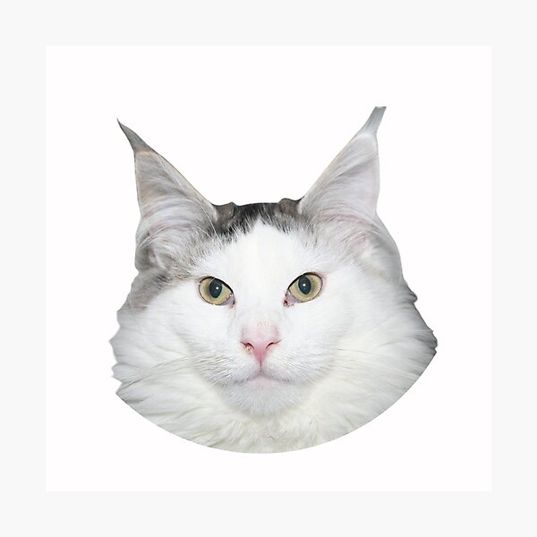 Beluga Cat Photographic Print for Sale by LUCKY DESIGNER