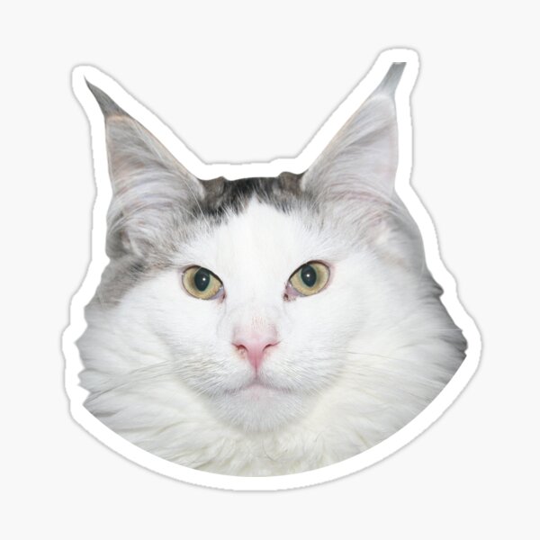 Beluga Cat Sticker for Sale by Nagjin in 2023