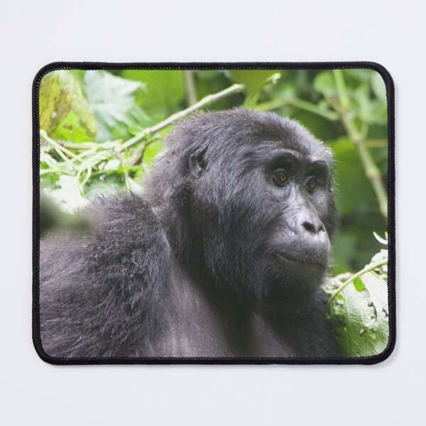 Item preview, Female Gorilla in Kigali National Park, Uganda designed and sold by SafariByMarisa.
