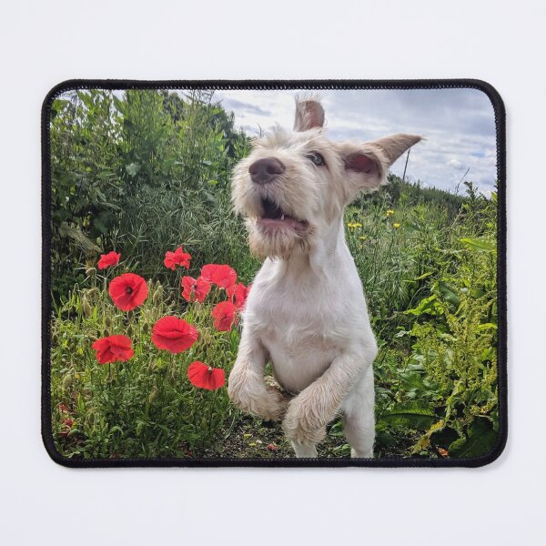 Item preview, Leaping Spinone puppy with poppies by heidiannemorris © designed and sold by FOLK ART FUSION by heidiannemorris.