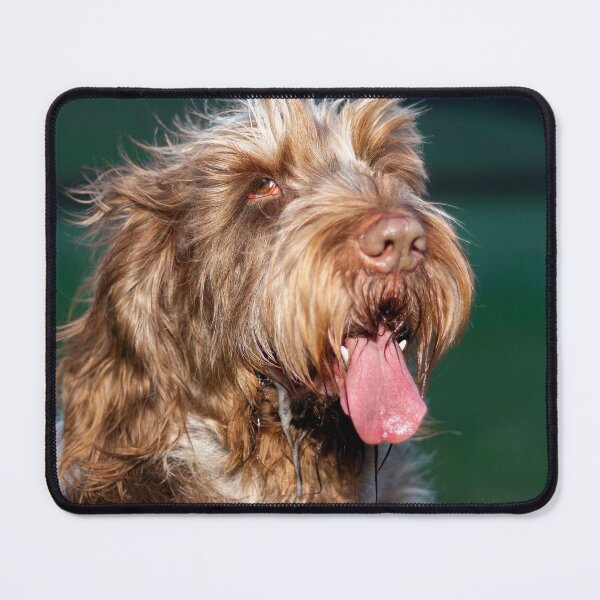 Item preview, Happy slobber Spinone by heidiannemorris © designed and sold by FOLK ART FUSION by heidiannemorris.