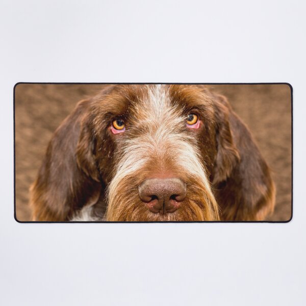 Item preview, Love is where we are Spinone by heidiannemorris designed and sold by FOLK ART FUSION by heidiannemorris.
