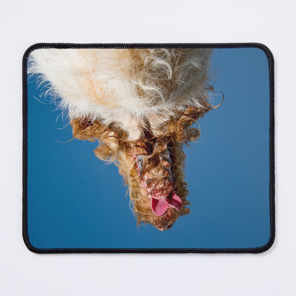 Item preview, Orange and White Italian Spinone Dog Head Shot designed and sold by FOLK ART FUSION by heidiannemorris.