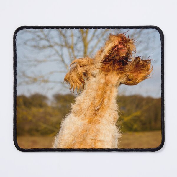 Item preview, Jumping and catching Spinone  designed and sold by FOLK ART FUSION by heidiannemorris.