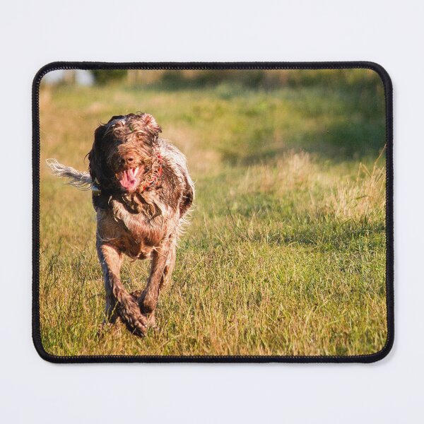 Item preview, Brown Roan Italian Spinone Dog in Action designed and sold by FOLK ART FUSION by heidiannemorris.