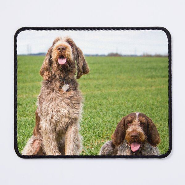 Item preview, Italian Spinone Dogs Luca and Nico by heidiannemorris designed and sold by FOLK ART FUSION by heidiannemorris.