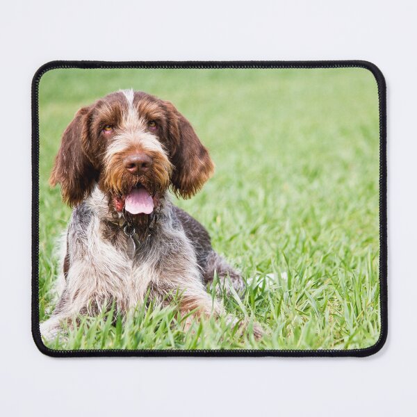 Item preview, Lying in the grass Spinone by heidiannemorris designed and sold by FOLK ART FUSION by heidiannemorris.