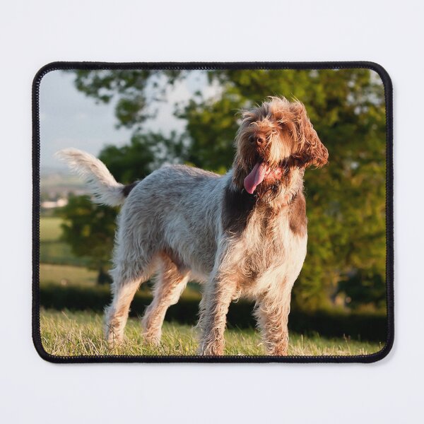 Item preview, Windswept Spinone designed and sold by FOLK ART FUSION by heidiannemorris.