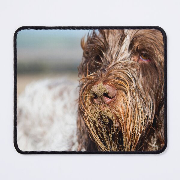Item preview, Beach beard Spinone by heidiannemorris ©️  designed and sold by FOLK ART FUSION by heidiannemorris.