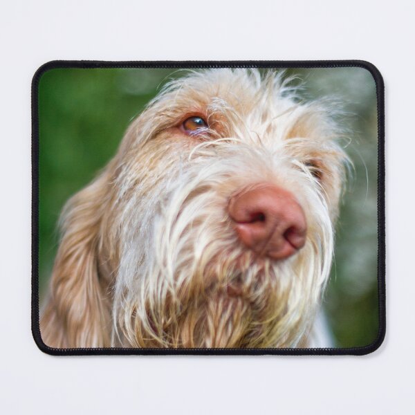 Item preview, Daydreaming Spinone designed and sold by FOLK ART FUSION by heidiannemorris.