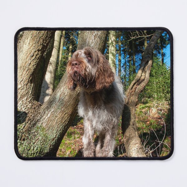 Item preview, In the woods Spinone by heidiannemorris designed and sold by FOLK ART FUSION by heidiannemorris.