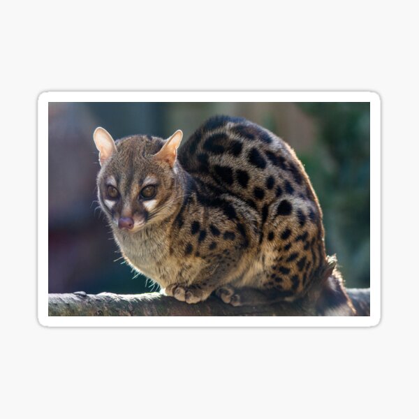 Item preview, Common Genet basking in golden sunlight designed and sold by Fiona Etkin.