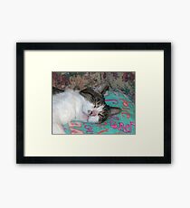 Honey Sleeping Framed Print