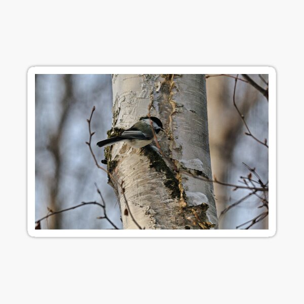 Item preview, Chickadee Up In a Birch Tree designed and sold by ADM  Photography.
