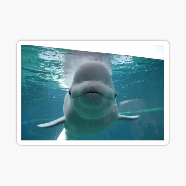 Beluga Whale Swimming Sticker by katdrawsit for iOS & Android