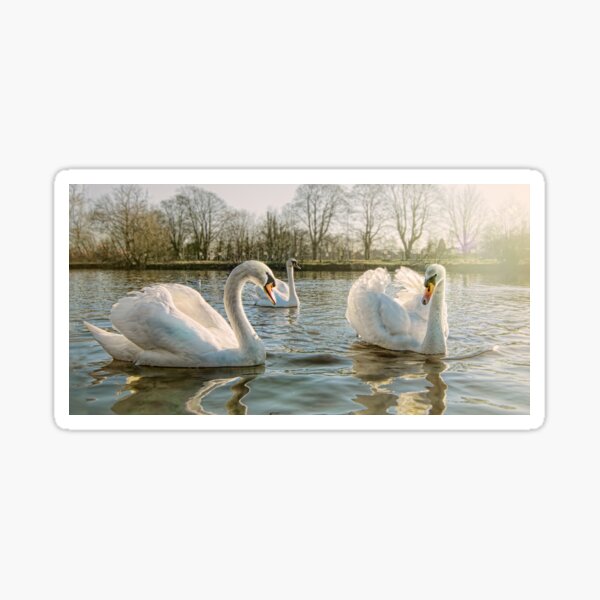 Swan lake Sticker