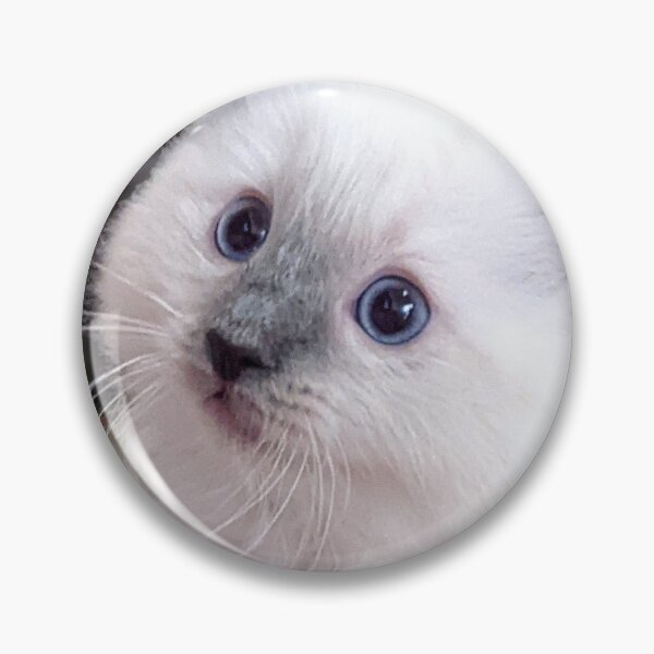 Item preview, Ragdoll kitten designed and sold by Fluffycat2020.