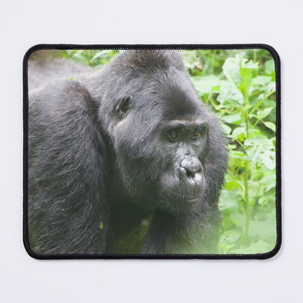Item preview, Male Silverback Gorilla in Uganda designed and sold by SafariByMarisa.