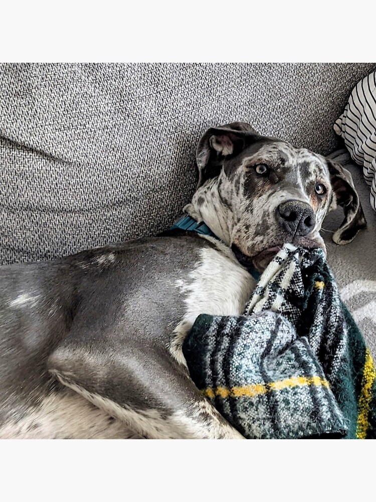 Puppy chewing on discount blanket