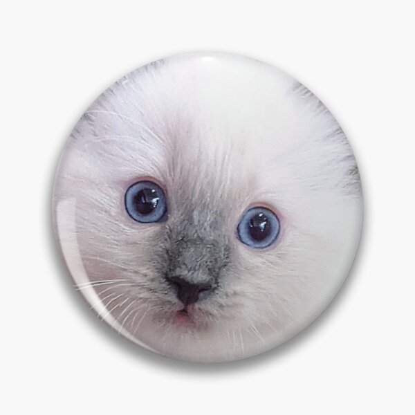 Item preview, Ragdoll kitten designed and sold by Fluffycat2020.