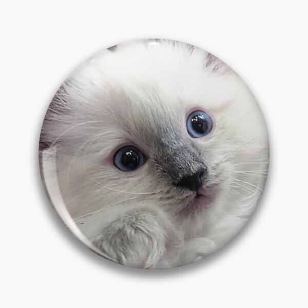 Item preview, Ragdoll kitten designed and sold by Fluffycat2020.