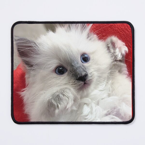 Item preview, Ragdoll kitten designed and sold by Fluffycat2020.