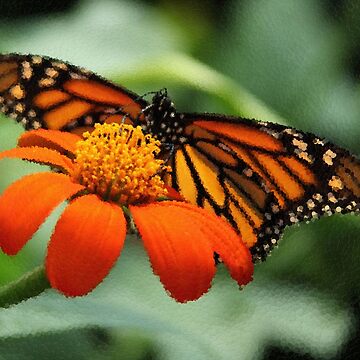 Artwork thumbnail, Monarch Butterfly and Flower by MathenaArt