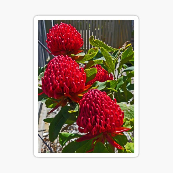 Item preview, Crimson Shady Lady designed and sold by Graeme  Hyde.