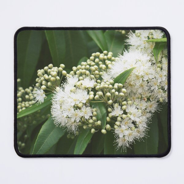 Item preview, Lemon Myrtle Blossoms designed and sold by Cloudlingpics.