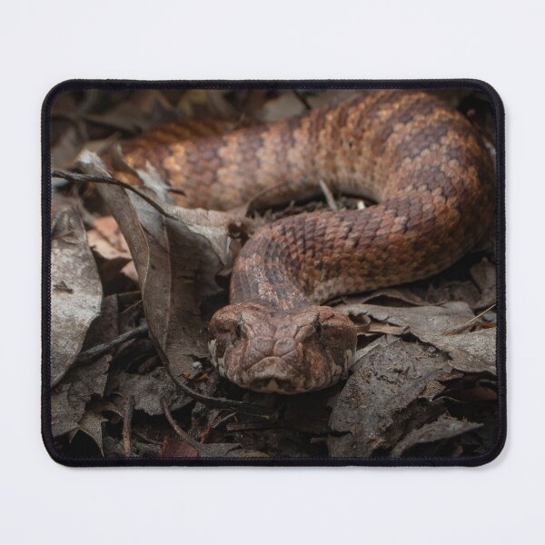 Item preview, Common Death Adder designed and sold by Adam Brice.