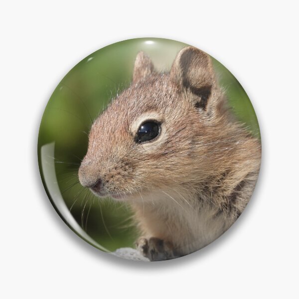 Item preview, Young cascade golden-mantled ground squirrel designed and sold by SDym Photography.