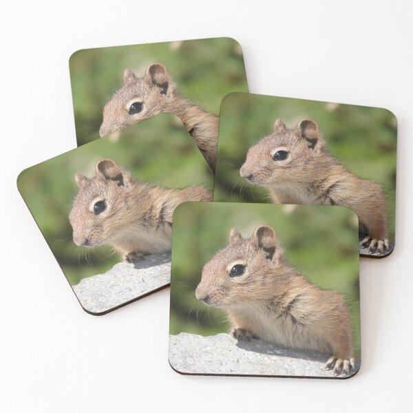 Item preview, Young cascade golden-mantled ground squirrel designed and sold by SDym Photography.
